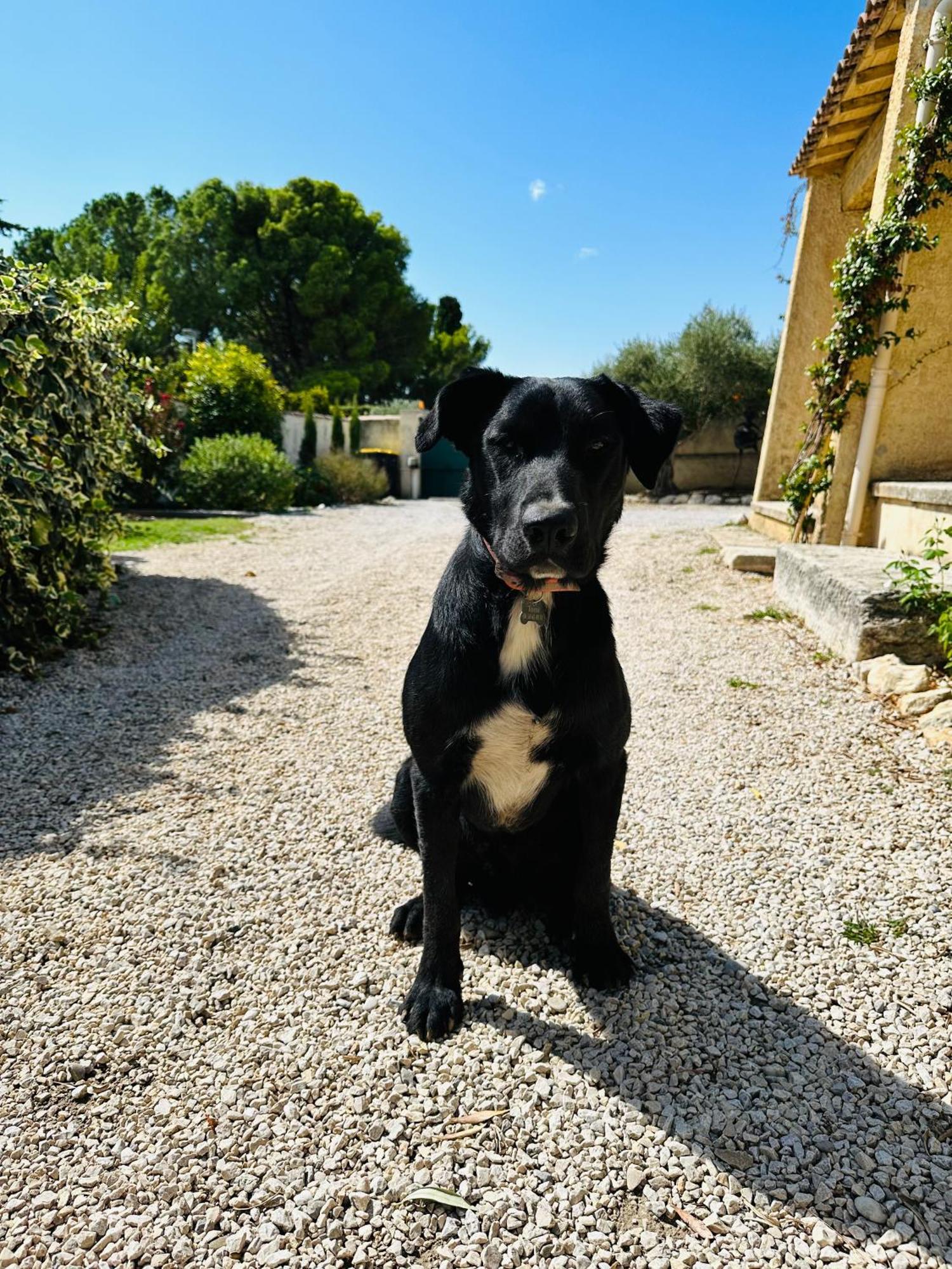 La Pitchoune : Gite Aux Pieds Des Alpilles Mouries Exterior foto